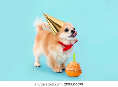 Cute Chihuahua Dog With Birthday Cake On Color Background