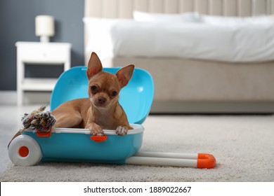 Cute Chihuahua Dog In Blue Suitcase Indoors. Pet Friendly Hotel