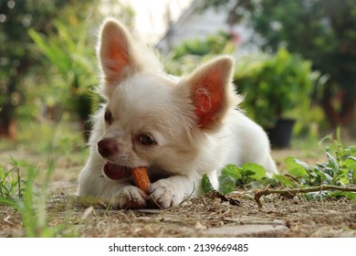 Cute Of Chihuahua Dog Eating Dried Food