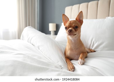 Cute Chihuahua Dog On Bed In Room. Pet Friendly Hotel