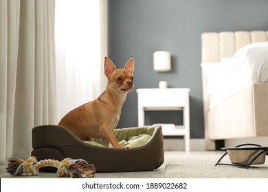 123,211 Chihuahua Images, Stock Photos & Vectors | Shutterstock