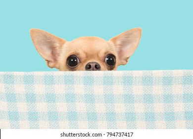 Cute chihuahua dog peeking over the edge of a blue and white checkered box on a blue background