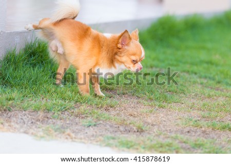 Apologise, Piss on grass all Are some Piss on grass