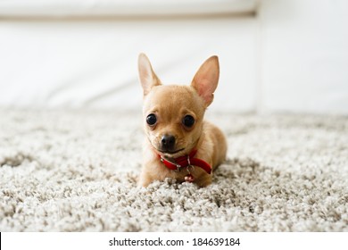 Cute chihuahua dog playing on living room's carpet and looking at camera.