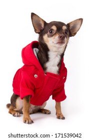 Cute Chihuahua Dog With Red Coat