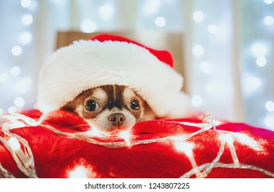 light up santa hat dog