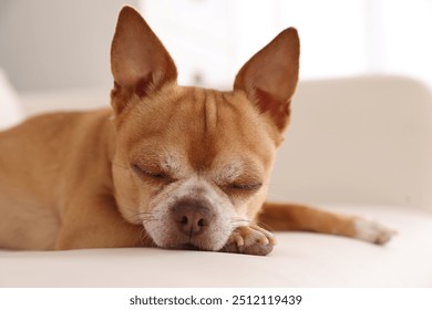 Cute Chihuahua dog sleeping on soft sofa indoors, closeup - Powered by Shutterstock