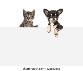 Cute chihuahua dog and tabby baby cat hanging side by side over an grey paper border with room for text on a white background - Shutterstock ID 528863851