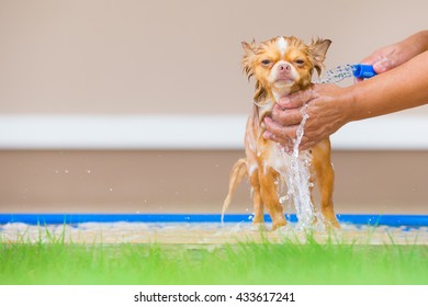 Cute Chihuahua Dog Take A Bath At Home