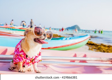 Cute Chihuahua dog wearing sunglasses  on a Kayak at the ocean shore