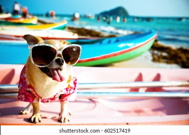 Cute Chihuahua dog wearing sunglasses on a Kayak at the ocean shore .HDR+Vintage style