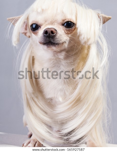 chihuahua with wig