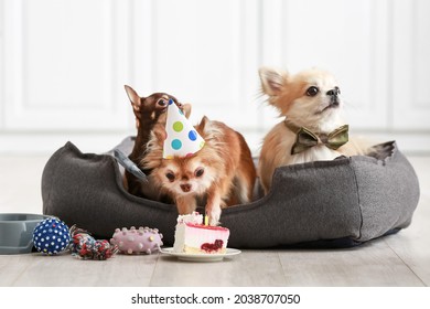 Cute Chihuahua Dogs Celebrating Birthday At Home