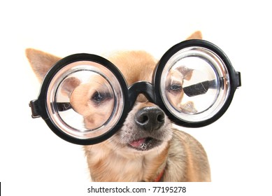 a cute chihuahua with glasses
