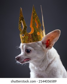 Cute Chihuahua With A Gold Paper Crown 