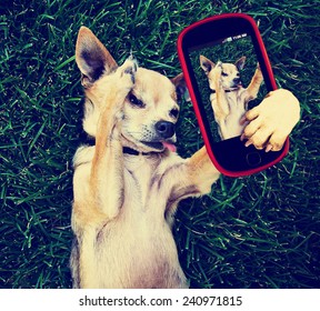  A Cute Chihuahua In The Grass Taking A Selfie On A Cell Phone Cell Phone Toned With A Retro Vintage Instagram Filter Effect