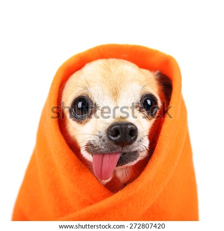 a cute chihuahua with his tongue hanging out and a blanket wrapped around him isolated on a while background in the studio