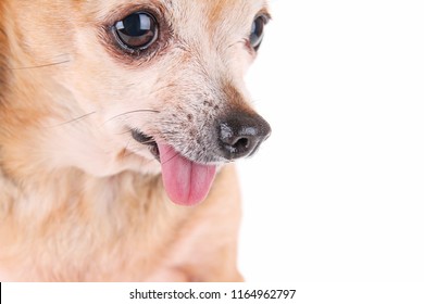 Cute Chihuahua His Tongue Out Isolated Stock Photo 1164962797 ...