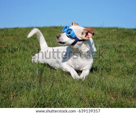 chihuahua jack russel mix chihuahua jack russel mix