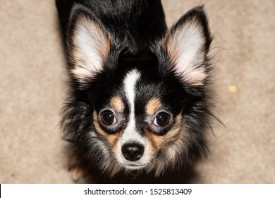 Cute Chihuahua Long Coated Tricolors Dog Stock Photo 1525813409 ...