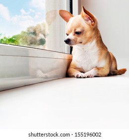 Cute chihuahua looking out the window. Small dog waiting for walking. Alone home. Friendly mini dog.