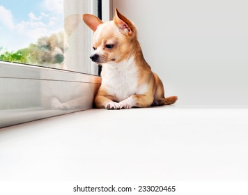 Cute Chihuahua Looking Out The Window. Small Dog Waiting For Walking. Alone Home. Friendly Mini Dog.