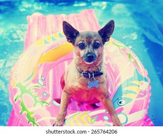 a cute chihuahua mix sitting in a blow up tube in a pool during summer toned with a retro vintage instagram filter effect app or action 