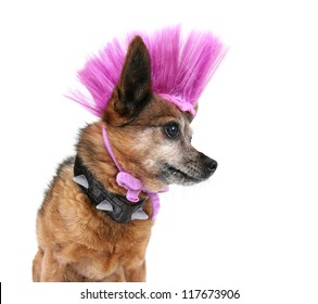 A Cute Chihuahua With A Mohawk Punker Hairdo