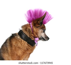 A Cute Chihuahua With A Mohawk Punker Hairdo