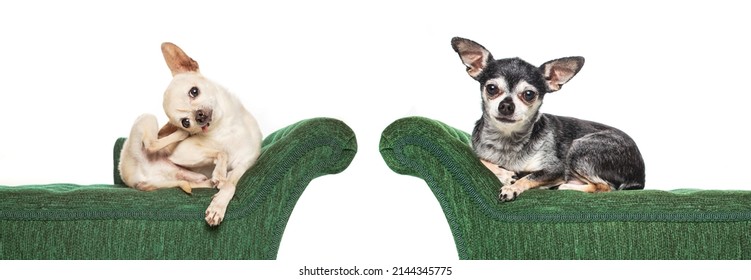 Cute Chihuahua On A Green Couch Isolated On A White Background