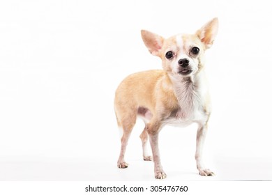 Cute Chihuahua On White Background