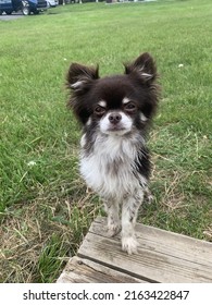 Cute chihuahua papillon mix breed dog looking up from a grassy background 