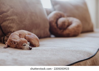 Cute chihuahua pet is laying on the sofa at home. Copy space. Animal daily life. - Shutterstock ID 2205050923