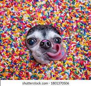 cute chihuahua poking his head through a colorful sprinkle candy background