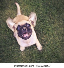 Chihuahua Pug Mix High Res Stock Images Shutterstock
