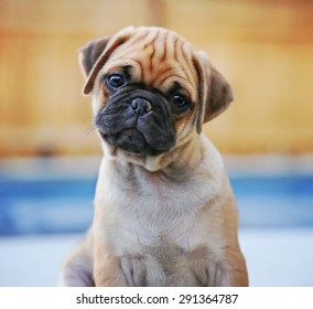 A Cute Chihuahua Pug Mix Puppy (chug) Looking At The Camera With A Head Tilt In Front Of A Fenced In Pool In A Backyard During Summer