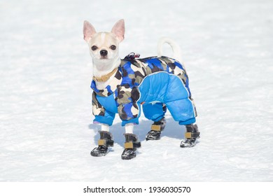 Cute Chihuahua Puppy In Beautiful Pet Clothing And Pet Boots Is Standing On A White Snow In The Winter Park. Pet Animals.