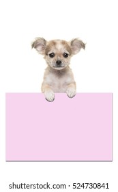 Cute Chihuahua Puppy Dog Holding A Pink Paper Board With Room For Text On A White Background