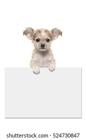 Cute Chihuahua Puppy Dog Holding An Off White Paper Board With Room For Text On A White Background