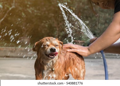 Cute Chihuahua Puppy Dog Taking A Shower With Woman In Outdoors With Water Splash. Focus On Dog's Face.