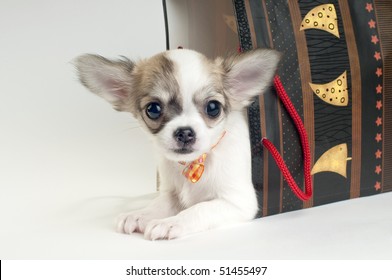 cute chihuahua puppy in the gift bag