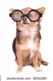 Cute Chihuahua Puppy With High Diopter Thick Glasses, Isolated On White Background