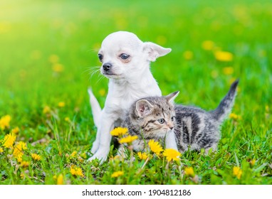 Cute Chihuahua Puppy Hugging Kitten On A Dandelion Field