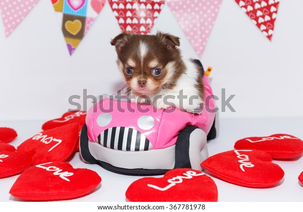 cute\
chihuahua puppy sit on pink toy car with red\
hearts