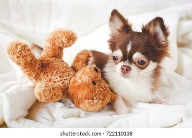 teddy bear chihuahua puppies sale