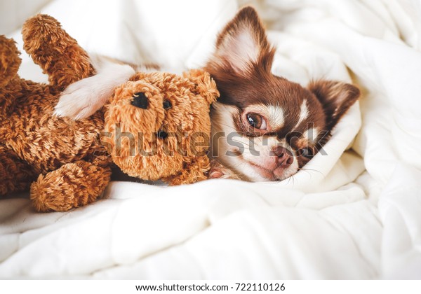 chihuahua teddy