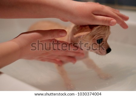 Cute chihuahua puppy taking a shower, washing a small dog at home