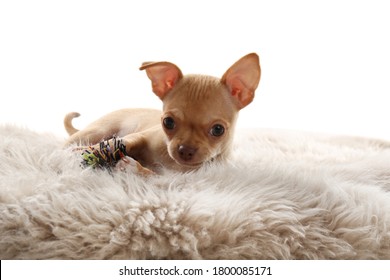 Baby Chihuahua High Res Stock Images Shutterstock