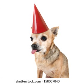 chihuahua party hat