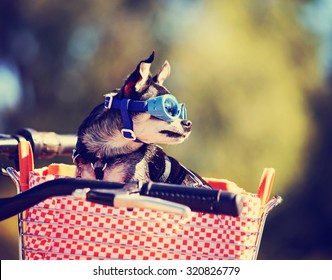 a cute chihuahua riding in a basket on a bicycle and wearing goggles toned with a retro vintage instagram filter app or action effect 